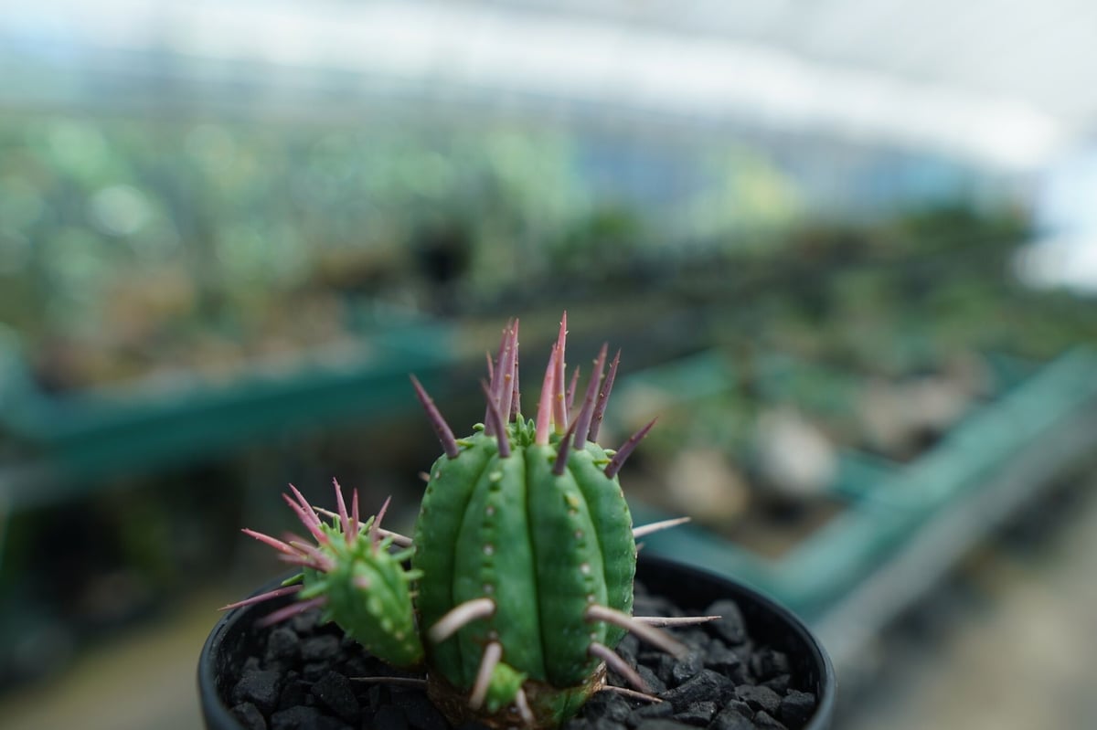 ユーフォルビア　フェロックス　大型株 楽天市場】観葉植物 多肉植物 ユーフォルビア フェロックス