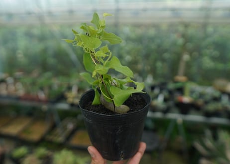 ディオスコレア　シルバティカ　Dioscorea sylvatica No.2