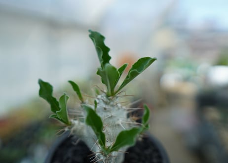 パキポディウム　サンデルシー　Pachypodeium saundersii  No.5
