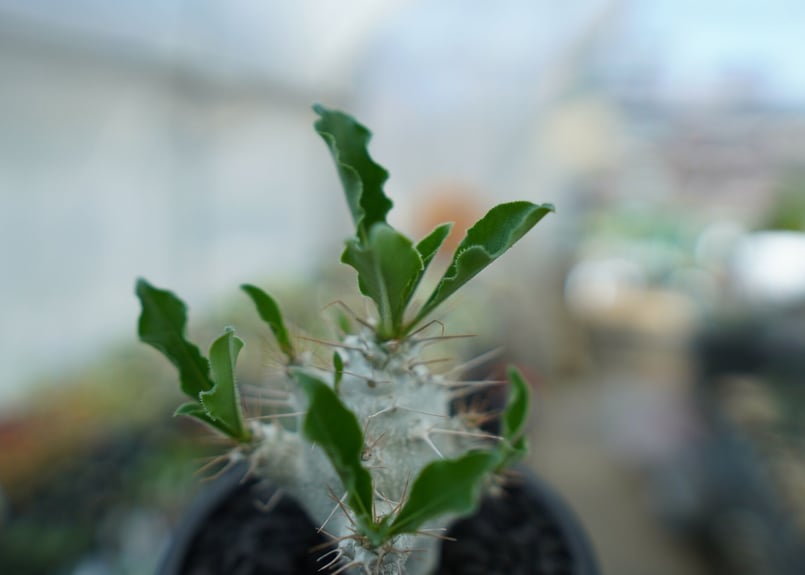 パキポディウム・サンデルシー （ Pachypodium saundersii ） パキポディウム サンデルシー Pachypodeium saundersii No.5 |