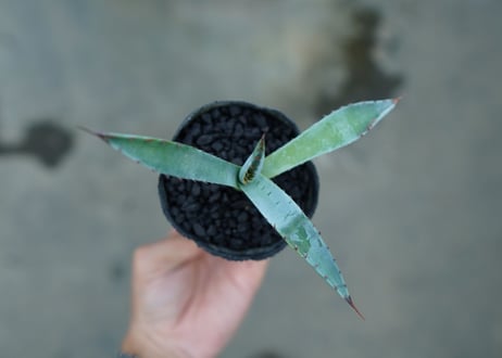 アガベ　屈原の舞扇 Agave 'Kutsugen no Maiougi'   No.1
