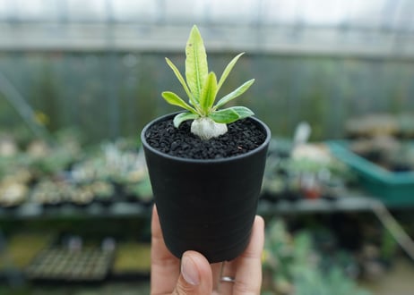 パキポディウム　恵比寿笑い　Pachypodium brevicaule　No.2