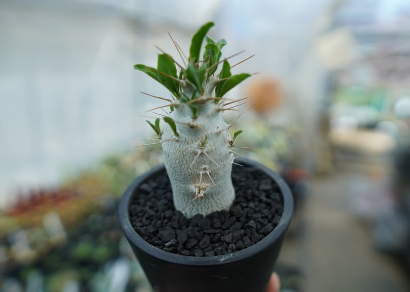 パキポディウム サンデルシー Pachypodeium saundersii No.8 |