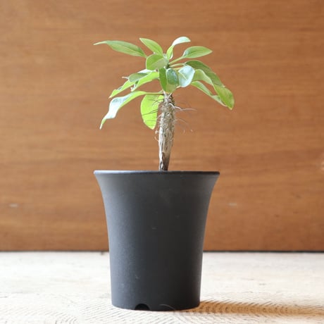 フォークイエリア　ディグエッティ　抜き苗 フォークイエリア ディグエッティ < b > | mana's farm:塊根植物