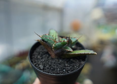 アガベ　チタノタ　 ブラックアンドブルー 　Agave titanota black and blue　No.3