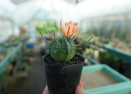 ユーフォルビア　スーパーバリダ　Euphorbia super valida  No.5