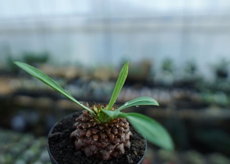 ユーフォルビア　鉄甲丸　Euphorbia bupleurifolia