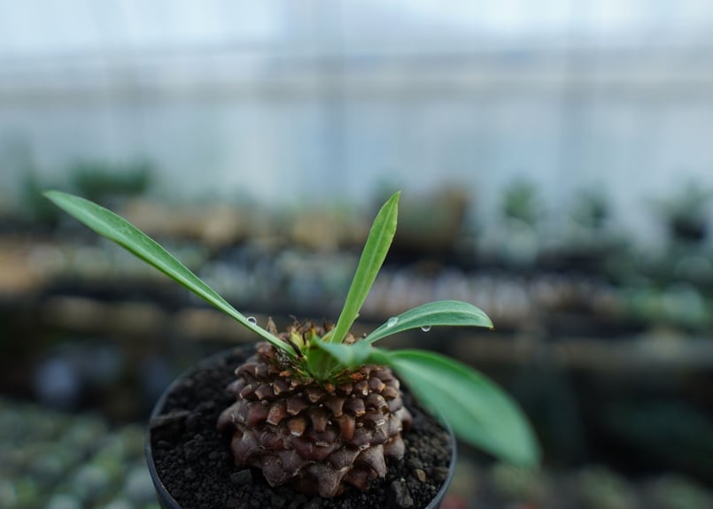 ユーフォルビア 鉄甲丸 Euphorbia bupleurifolia | mana's fa