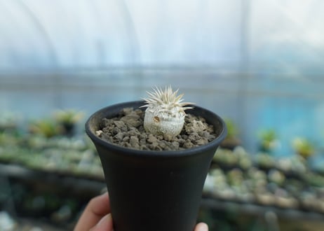 パキポディウム　恵比寿大黒　Pachypodium Densicaule