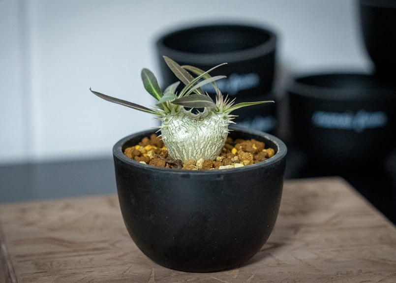 パキポディウム ホロンベンセ Pachypodium horombense | mana's