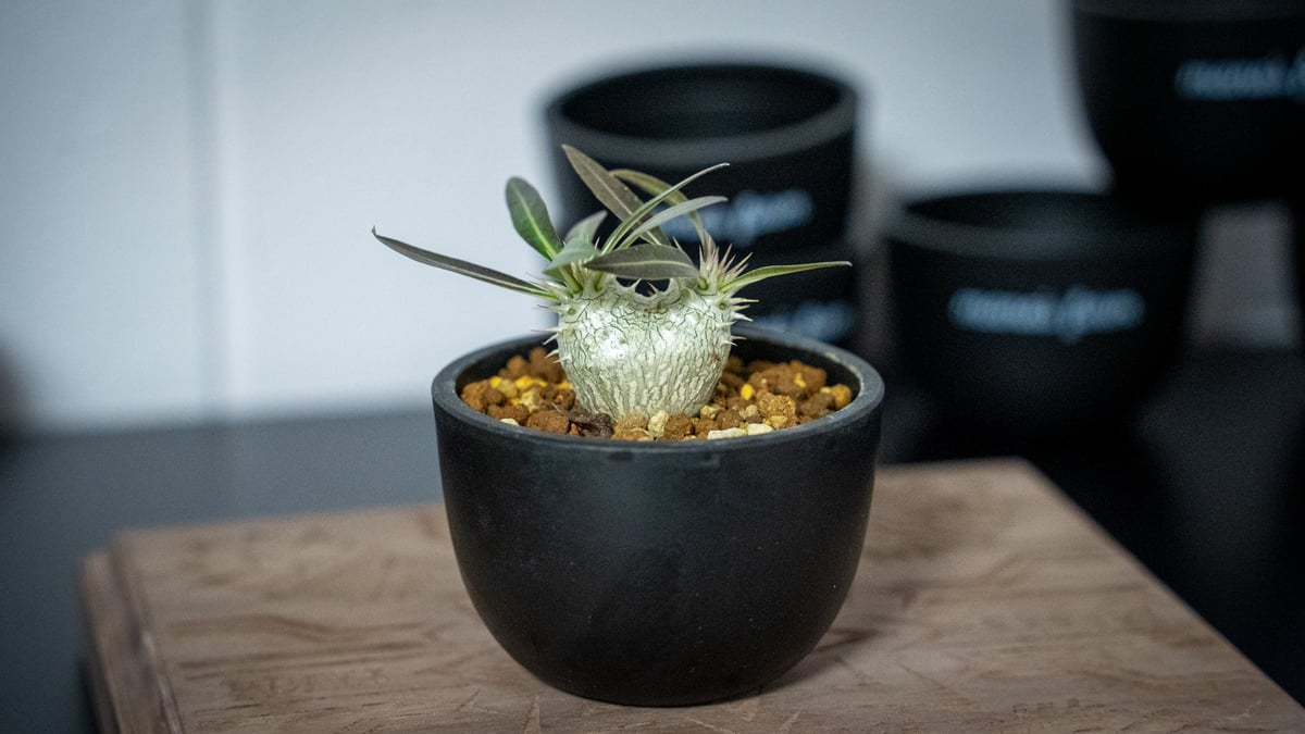 パキポディウム ホロンベンセ Pachypodium horombense | mana's