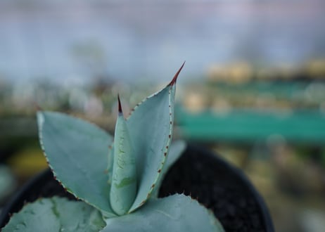 アガベ　ドラゴントゥース　Agave Dagontoes　No.5
