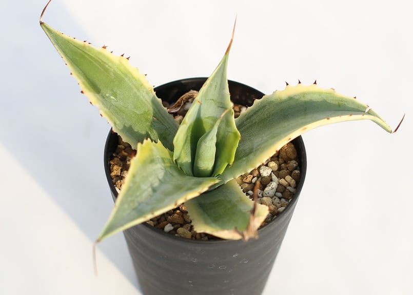 Agave 怒雷神錦 | mana's farm:塊根植物・アガベ・ドライガーデン植物
