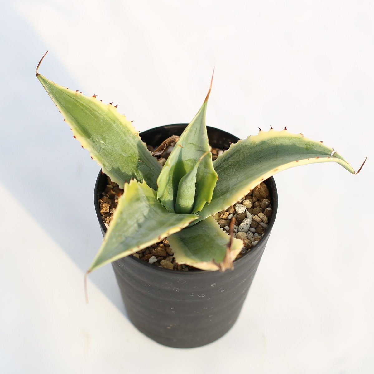 Agave 怒雷神錦 | mana's farm:塊根植物・アガベ・ドライガーデン植物