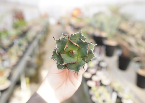 agave titanota  FO-76　No.7