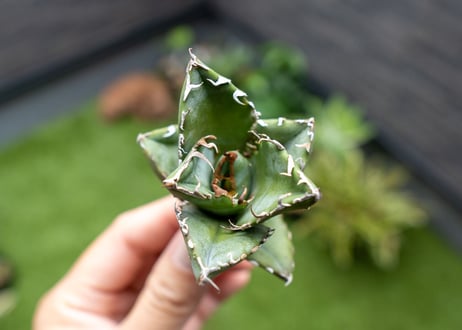 Agave titanota 白鯨嚴龍 カキコ NO.4