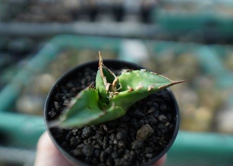 アガベ　チタノタ　白鯨　Agave titanota White whale　A19