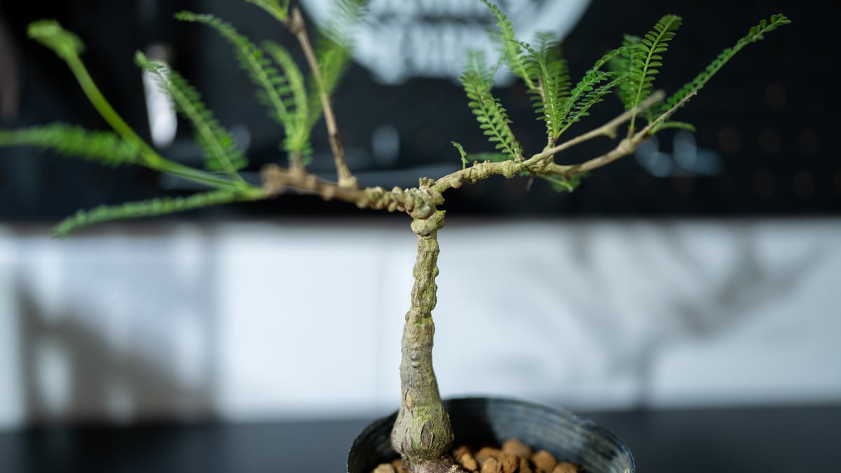 塊根植物　オペルクリカリア　ヒファエノイデス　大株 オペルクリカリア ヒファエノイデス | mana's farm:塊根植物