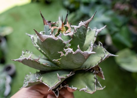 Agave titanota Solar eclipse 夕映嚴龍  NO.3