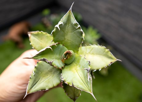 Agave Sowing seeds NO.5