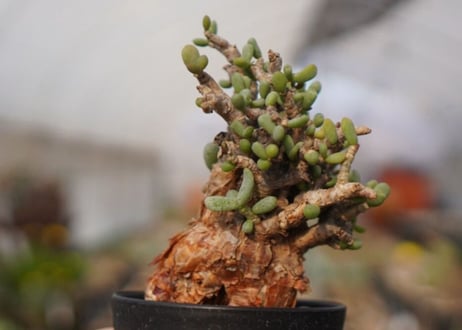 Ceraria pygmaea ケラリア ピグマエア　C NO.2