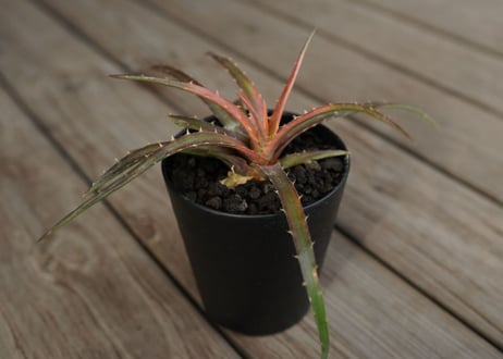 ディッキア　アンダマン　Dyckia andaman