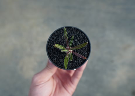 パキポディウム　グラキリス　 Pachypodium Gracilius  No.6