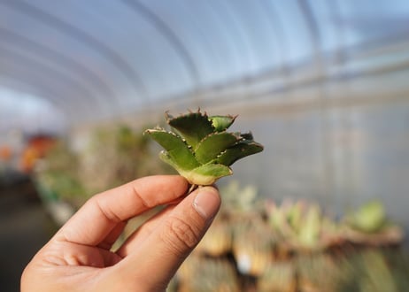 agave titanota ソーラーエクリプス　 NO.3