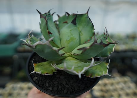 アガベ　チタノタ　黒鯨　Agave titanota black whales　No.2