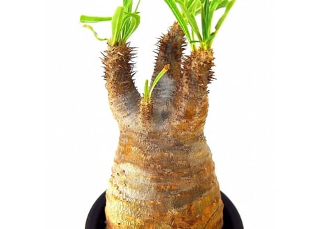 Pachypodium Gracilius パキポディウム  グラキリス  №2 little