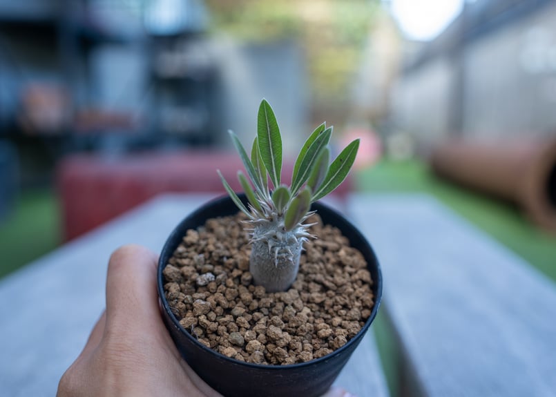パキポディウム ホロンベンセ 沖縄実生 | mana's farm:塊根植物