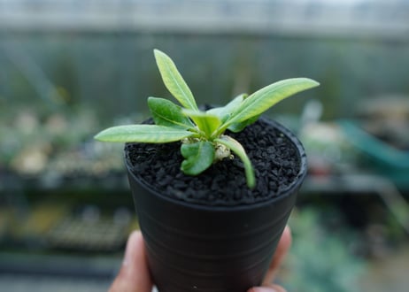 パキポディウム　恵比寿笑い　Pachypodium brevicaule　No.6