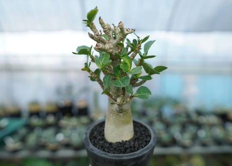 アデニウム　Adenium　No.15
