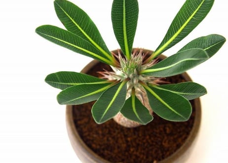 Pachypodium densiflorum シバ女王の玉櫛  №２