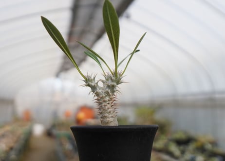 パキポディウム　デンシフローラム　Pachypodium densiflorum