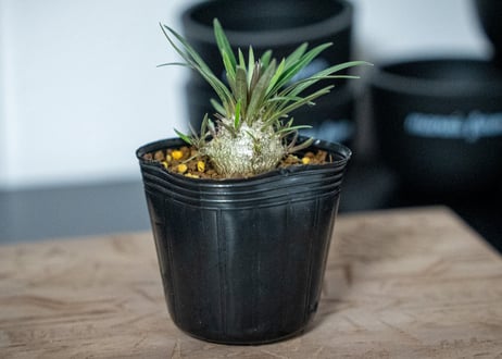 パキポディウム　グラキリス　 Pachypodium Gracilius
