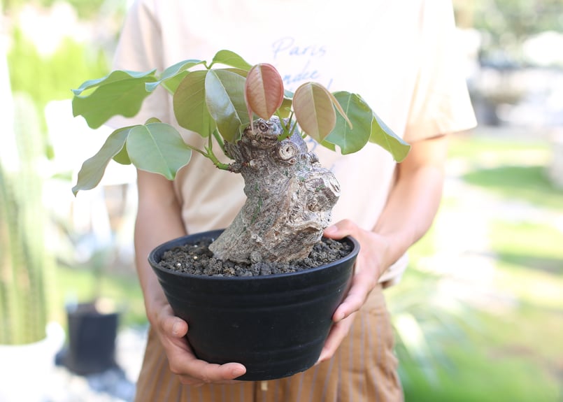 ボンバックス エリプティクム | mana's farm:塊根植物・アガベ・ドライ