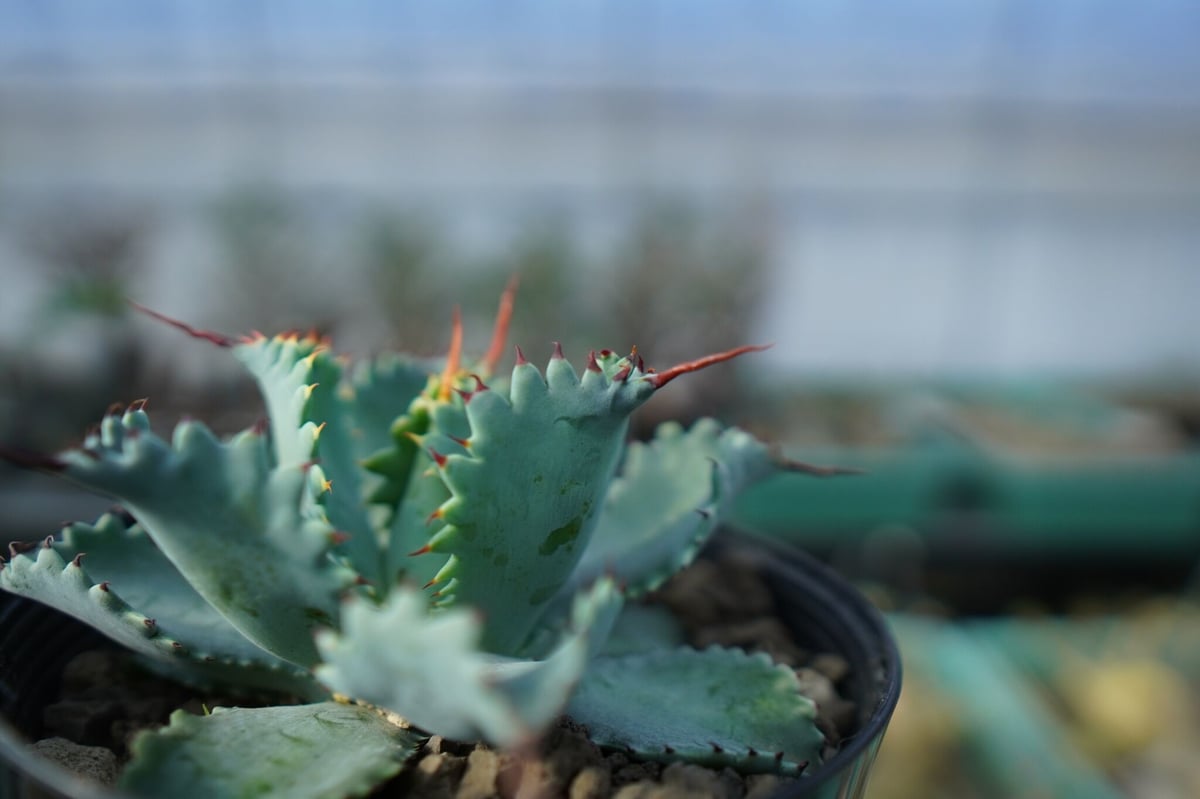 Agave potatorum “spawn” アガベ ポタトラム “スポーン” 地植株 - 観葉植物