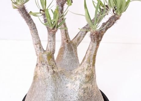Pachypodium Gracilius パキポディウム  グラキリス  未発根  no.1　緑肌