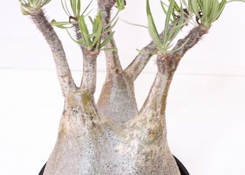 Pachypodium Gracilius パキポディウム グラキリス 未発根 no.1