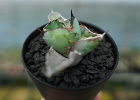 アガベ　チタノタ　 ブラックアンドブルー 　Agave titanota black and blue　No.9