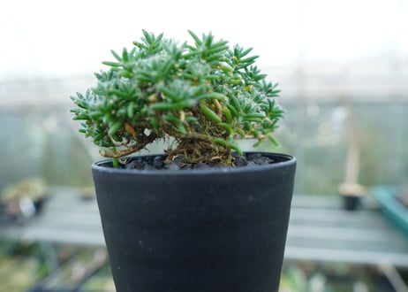 トリコディアデマ ステラツム　Trichodiadema stellatum  No.1