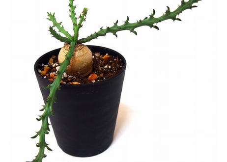 Euphorbia fanshawei　ユーフォルビア　ファンシャウェイ