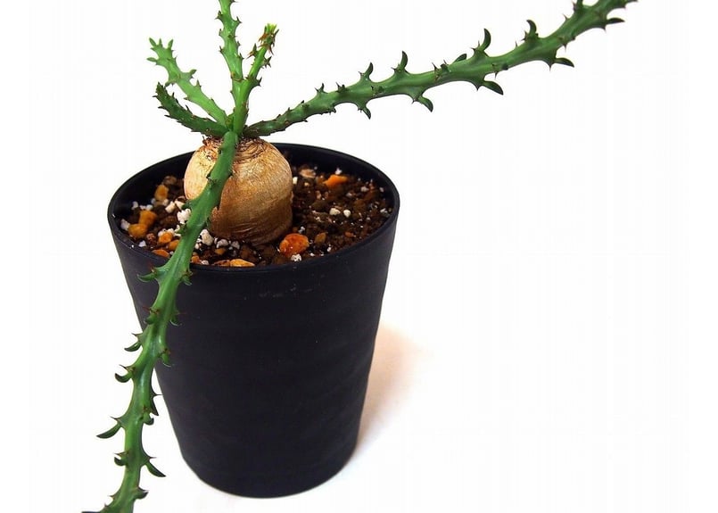『2年保証』 Euphorbia mana's | ファンシャウェイ ユーフォルビア fanshawei 塊根植物・コーデックス