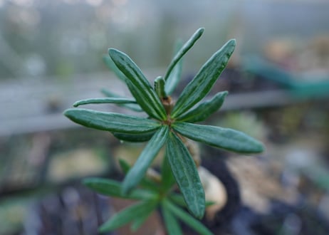 パキポディウム　ビスピノーサム　Pachypodium bispinosum