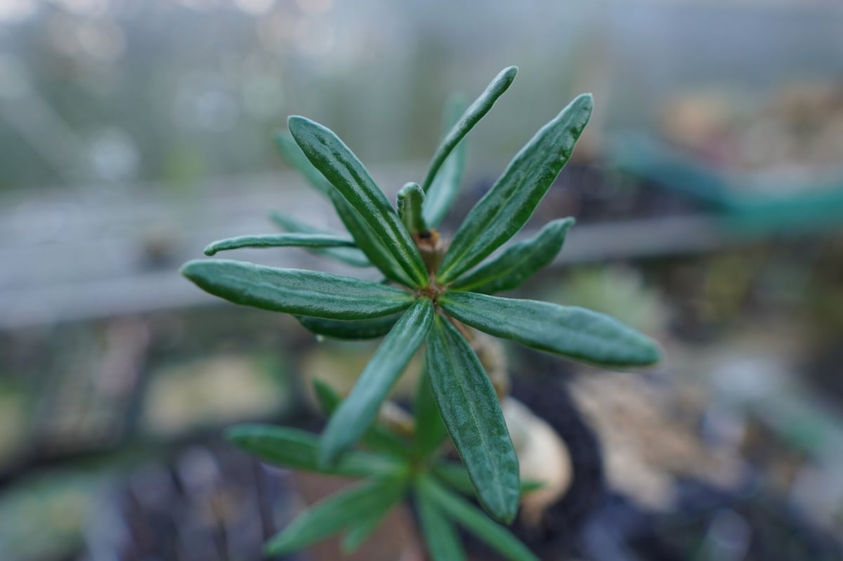 パキポディウム ビスピノーサム Pachypodium bispinosum | mana's