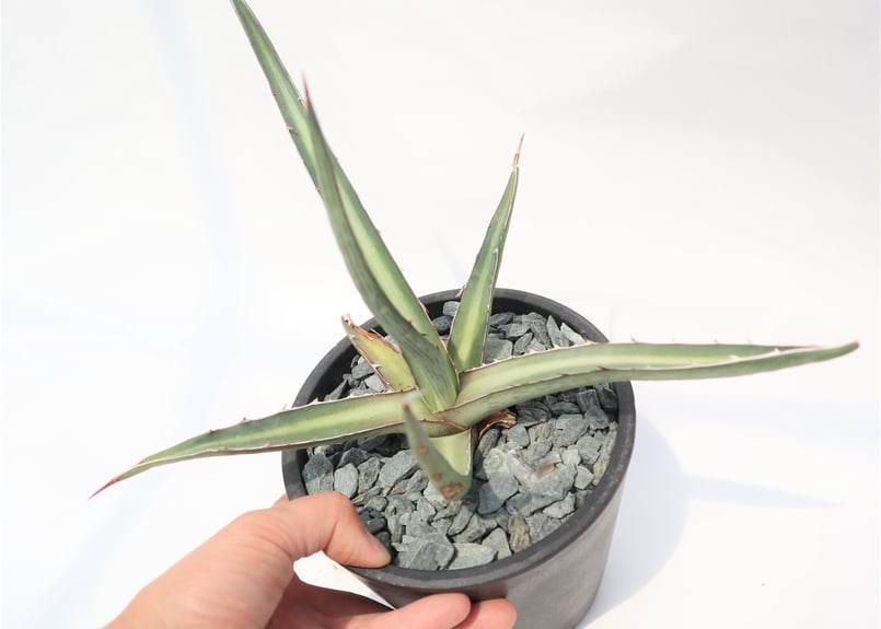 アガベ ディフォルミス Agave difformis