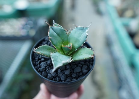 アガベ　チタノタ　FO-76　Agave titanota  FO-76　No.11