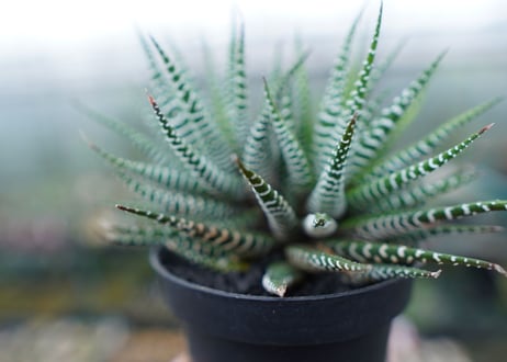 ハオルチア　十二の巻　Haworthia fasciata