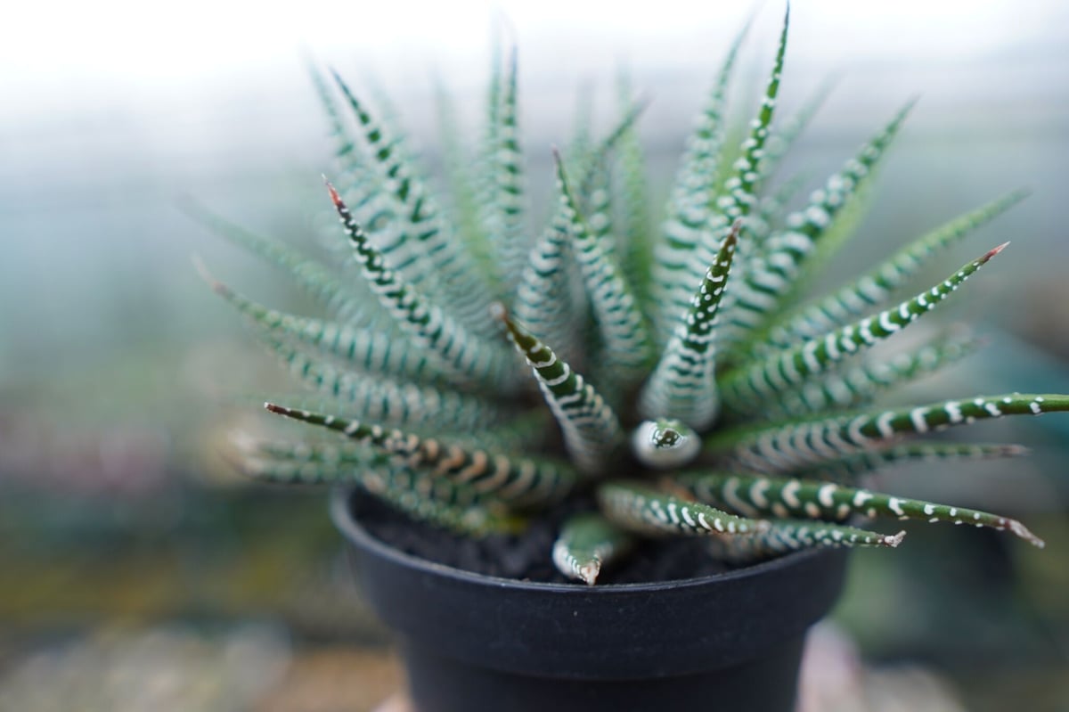 ハオルチア 十二の巻 Haworthia fasciata | mana's green:塊根...